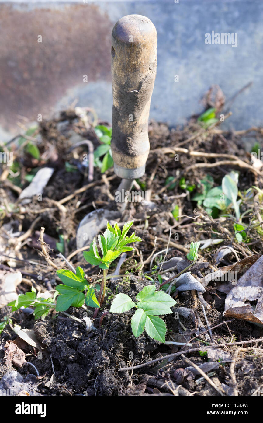 Aegopodium podagraria. La suppression des mauvaises herbes d'un aîné au sol du jardin. Banque D'Images