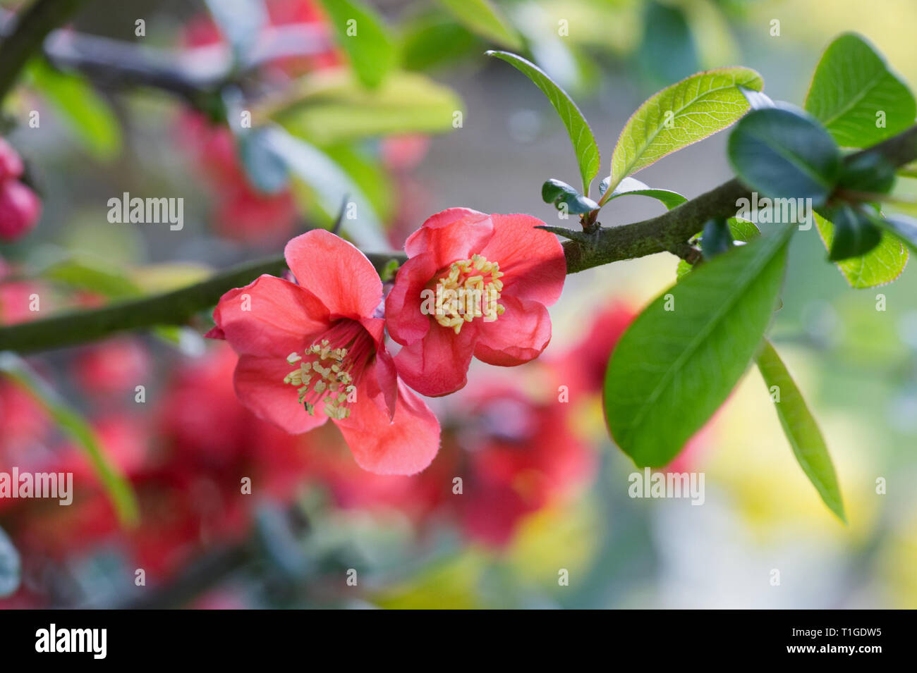 Chaenomeles fleurs. Japonica au printemps. Banque D'Images