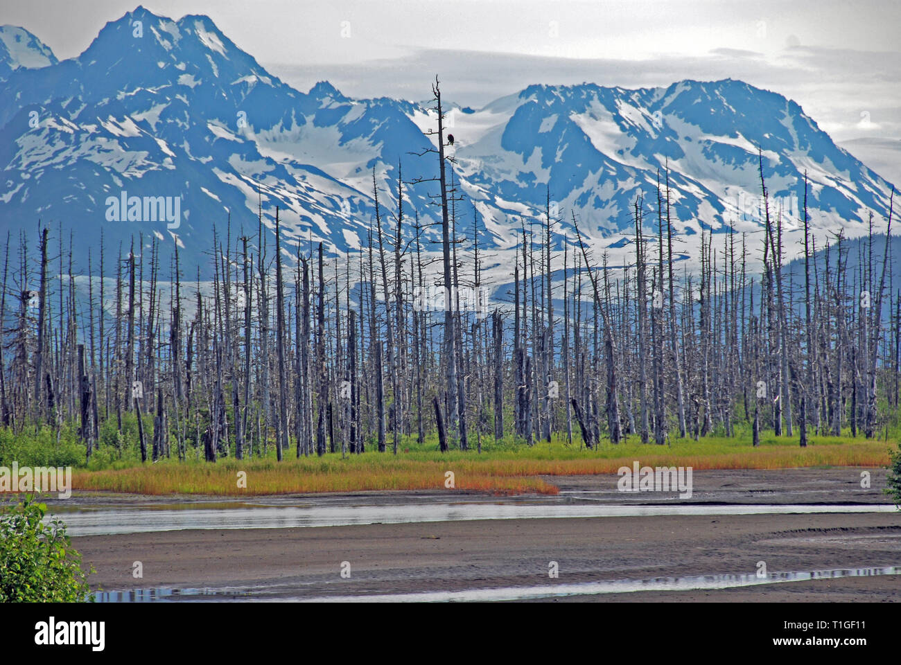 Les arbres morts avec des montagnes dans le bassin de la rivière de cuivre en Alaska Banque D'Images
