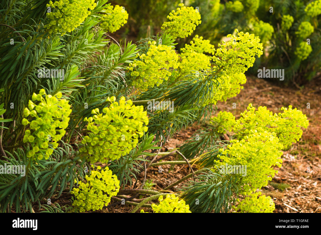 Les plantes fleurissent au début du printemps à Surrey, en Colombie-Britannique, au Canada Banque D'Images