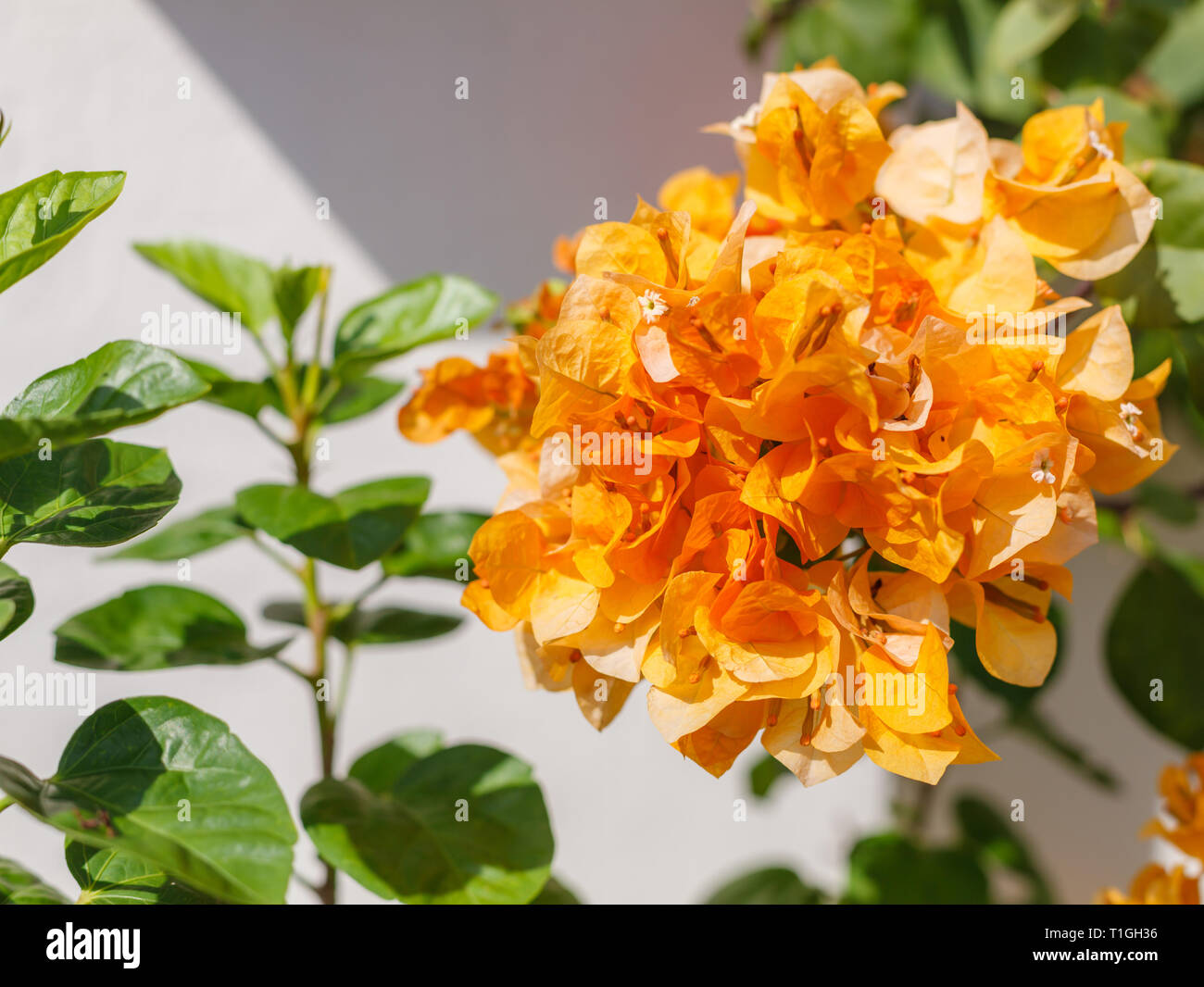 Belle vue d'or séchées Fleurs de bougainvilliers (vignes d'ornement épineux, buissons, arbres et fleurs de printemps avec des feuilles près de ses fleurs). Natur Banque D'Images