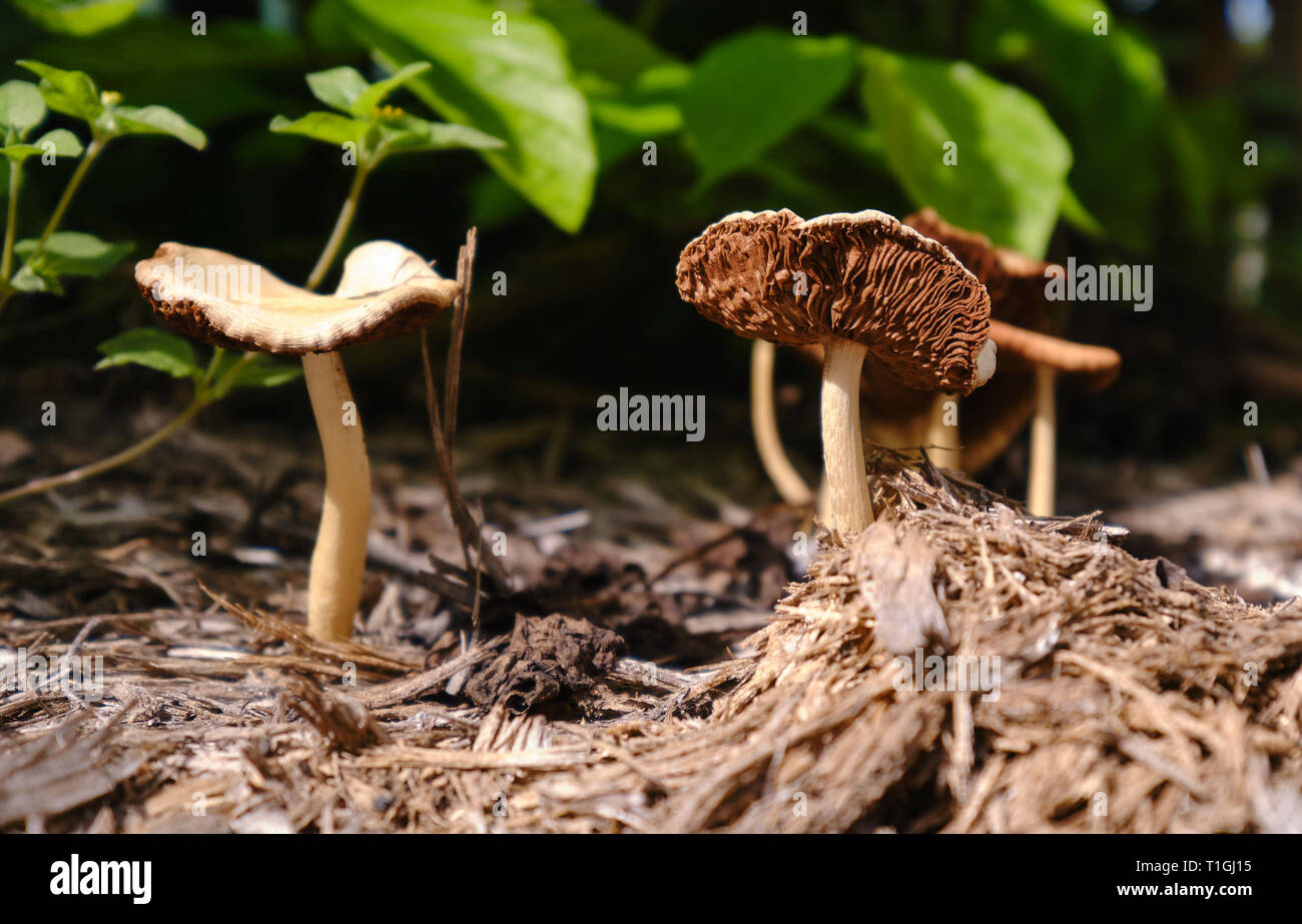 Les champignons dans l'arrière-cour Banque D'Images