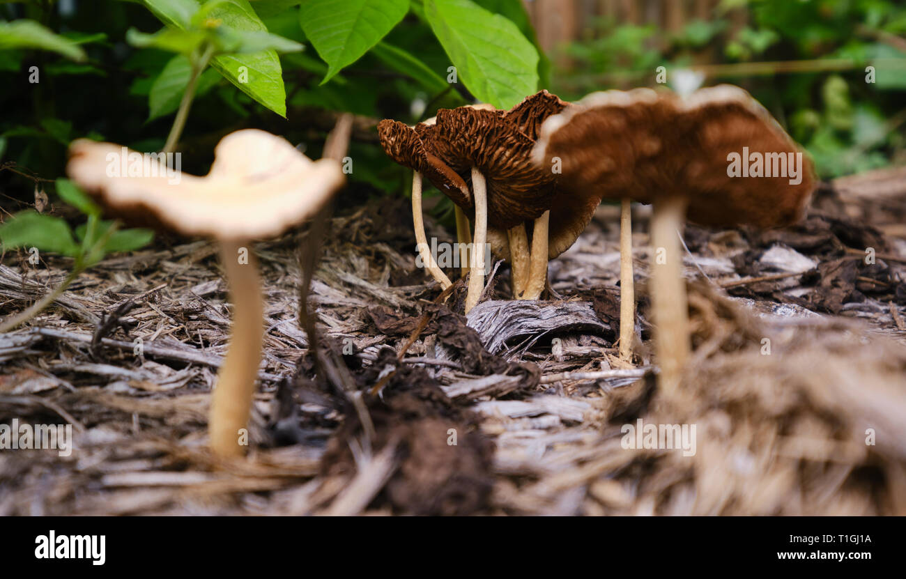 Les champignons dans l'arrière-cour Banque D'Images