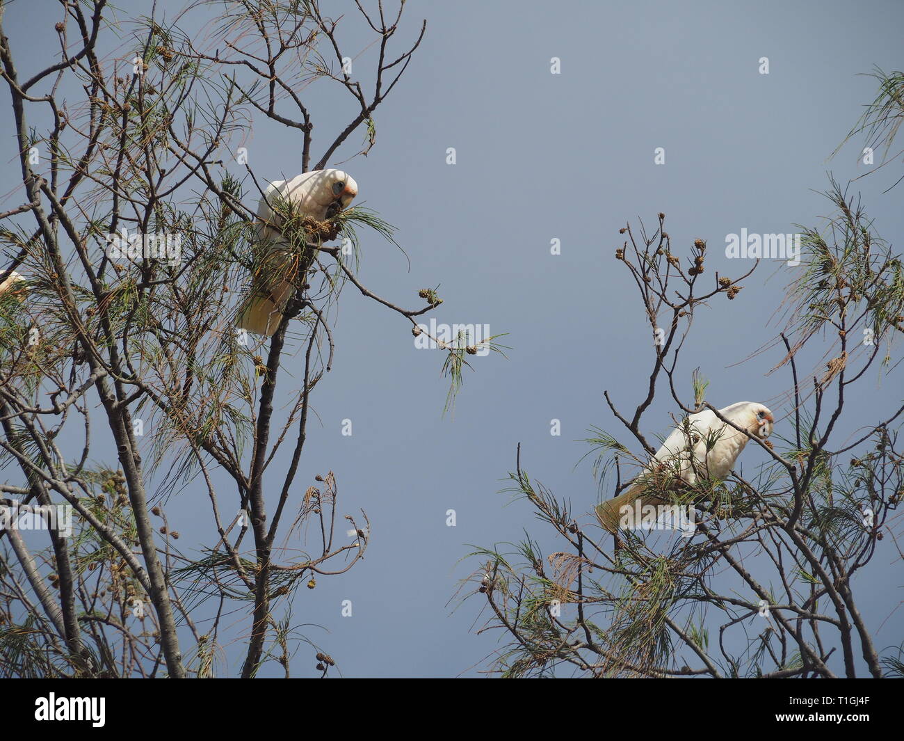 Oiseaux. Petits Corellas australiens, Cacatua sanguinea, Cockatoos à l'œil bleu, dans Casuarina arbres manger des graines à l'intérieur du fruit, au bord de la plage, ciel bleu Banque D'Images