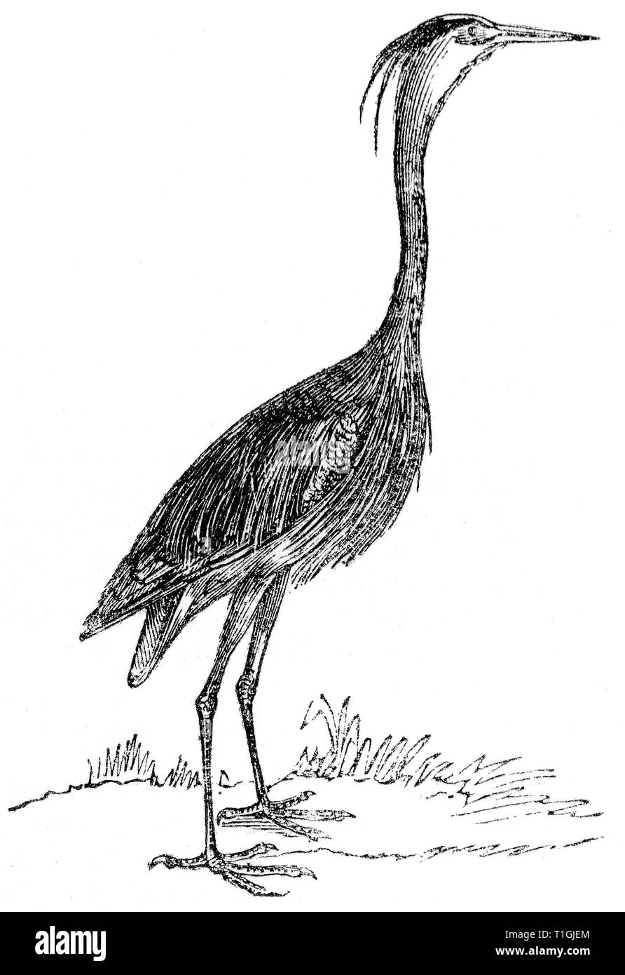 Couper du bois gravé, illustration tirée de "Le Trésor de l'Histoire Naturelle" par Samuel Maunder, publié 1848 Banque D'Images