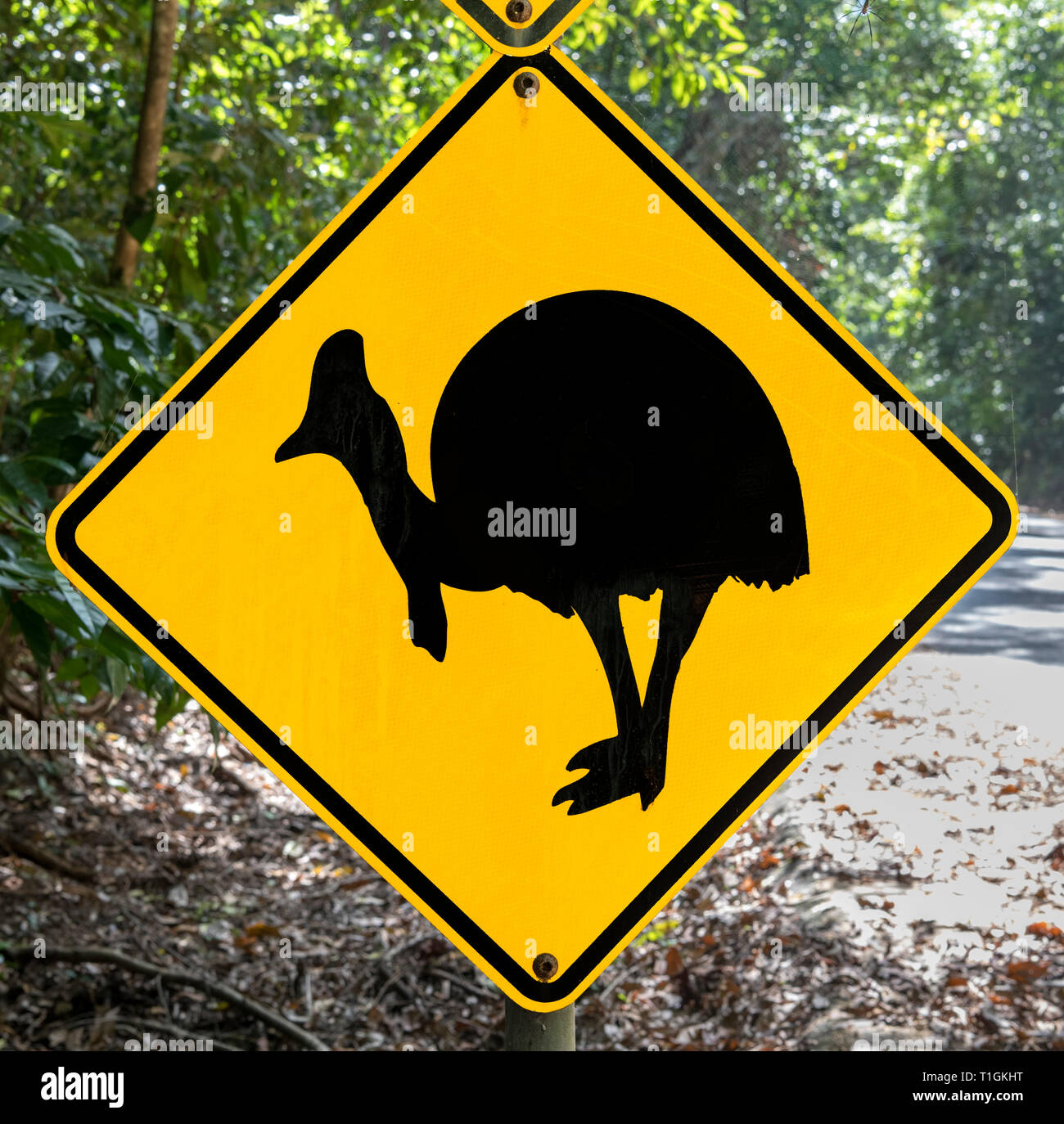 Méfiez-vous de Cassowary crossing road sign dans le parc national de Daintree, Queensland, Australie Banque D'Images