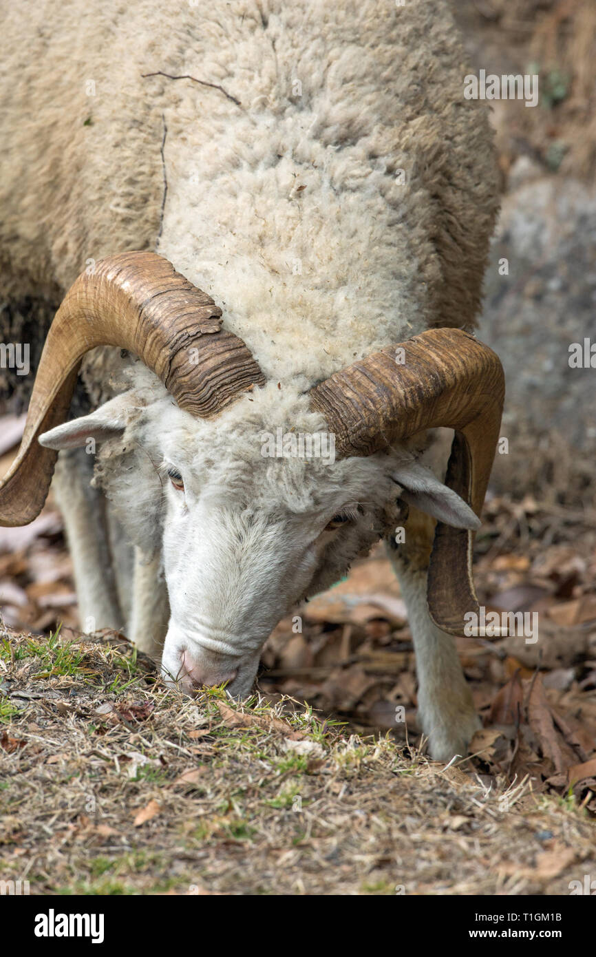 Le mouton domestique (Ovis aries). Une race de montagne, l'un d'un troupeau, un ram, essayant de son mieux pour trouver une végétation verte sur laquelle à brouter, sur un des contreforts de l'Himalaya. L'hiver. Février. Le nord de l'Inde.​ Banque D'Images