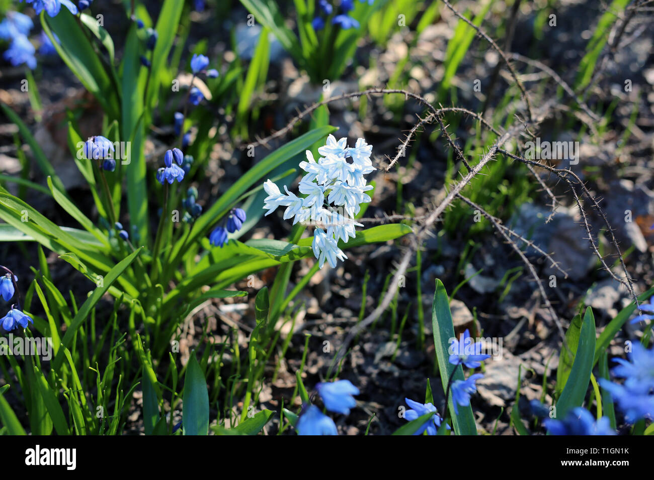 Beaucoup de petites fleurs bleu avec quelques feuilles vertes. Ces fleurs sont super petites. Il y a certains qui sont de couleur bleu foncé et quelques autres. Banque D'Images