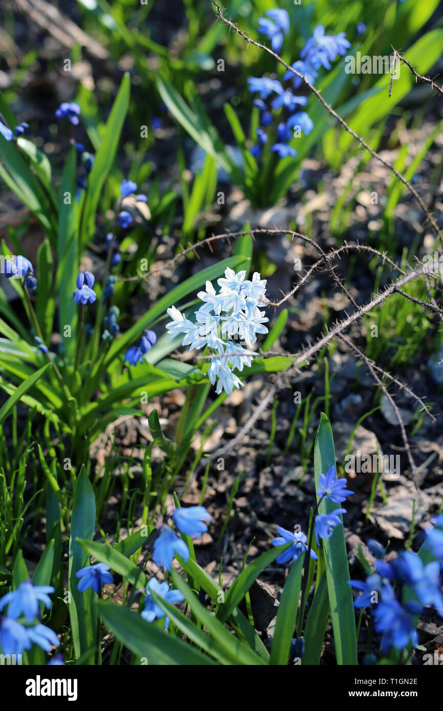 Beaucoup de petites fleurs bleu avec quelques feuilles vertes. Ces fleurs sont super petites. Il y a certains qui sont de couleur bleu foncé et quelques autres. Banque D'Images