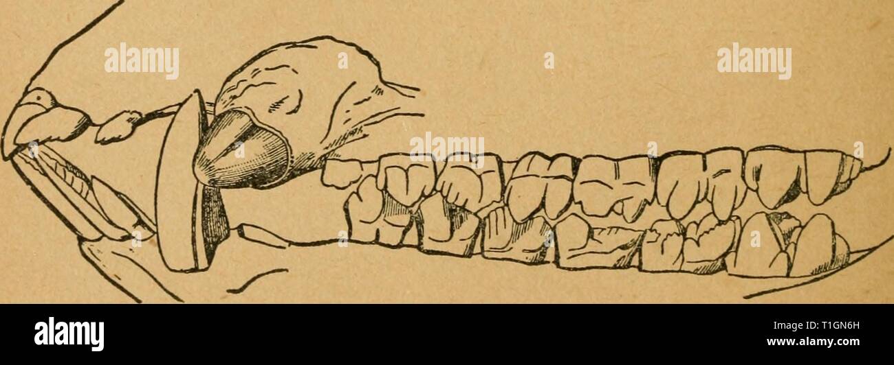 Les maladies du porc écrit comme les maladies du porc. Écrit comme un livre de texte pour le vétérinaire, étudiant et le porc d'diseasesofswinew producteur00mcin n Année : 1897 LES DENTS DU COCHON,- Banque D'Images