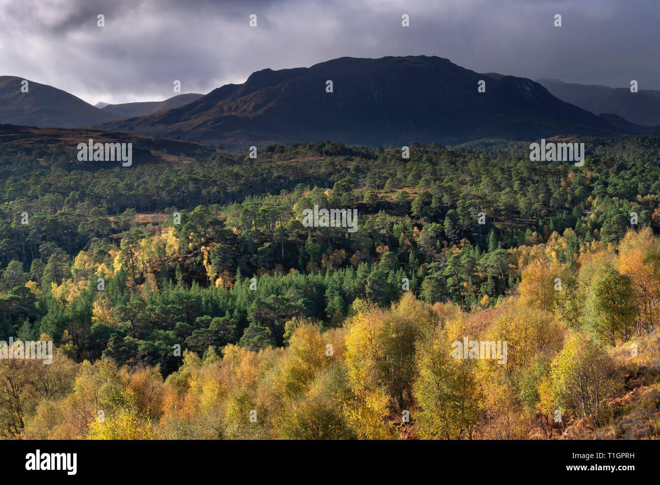 Couleurs d'automne à travers Glen Affric vers une Ghraidh Meall, Glen Affric, Highlands, Scotland, UK Banque D'Images