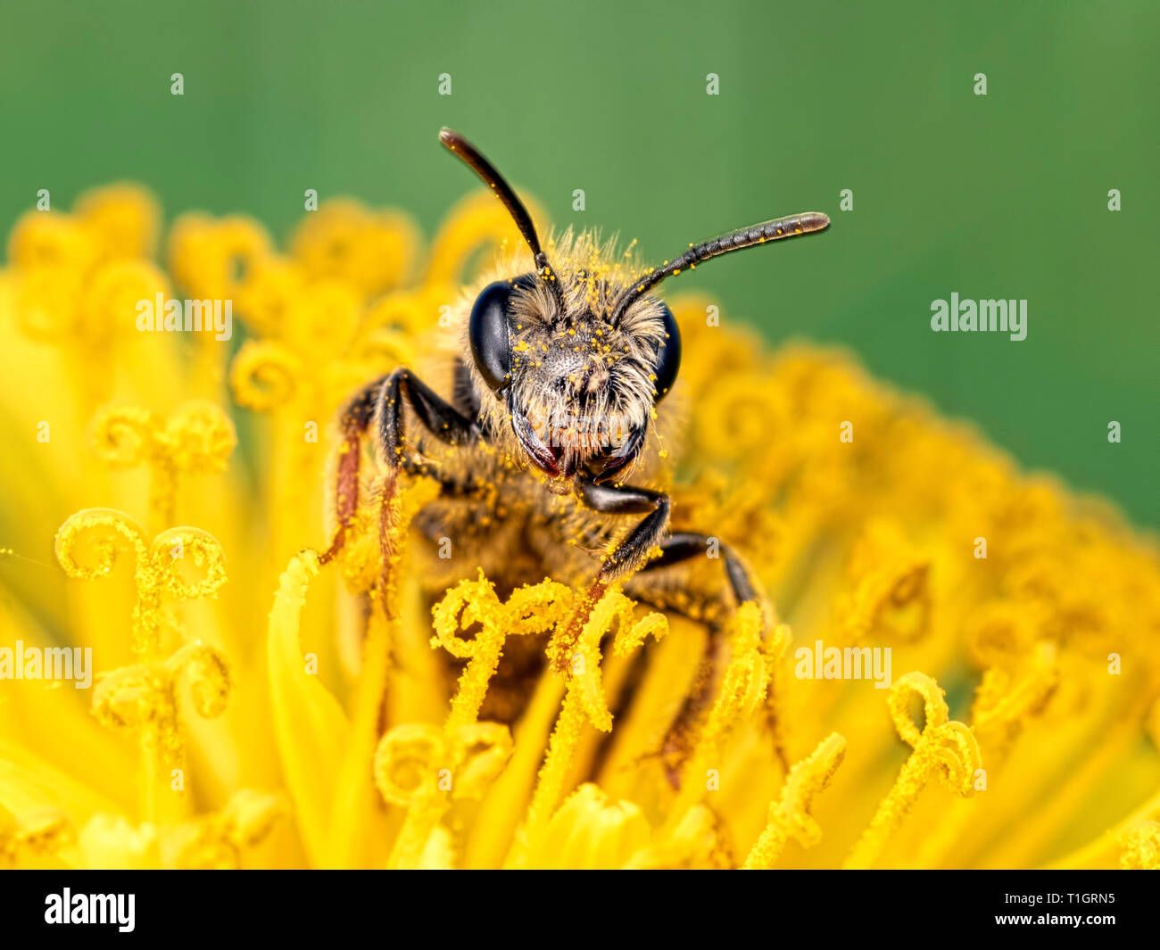 Une abeille solitaire pris de nouveau en avril 2018. Se reposer sur une fleur de pissenlit, le long de la rivière Stour près de Whitemill à Dorset Banque D'Images