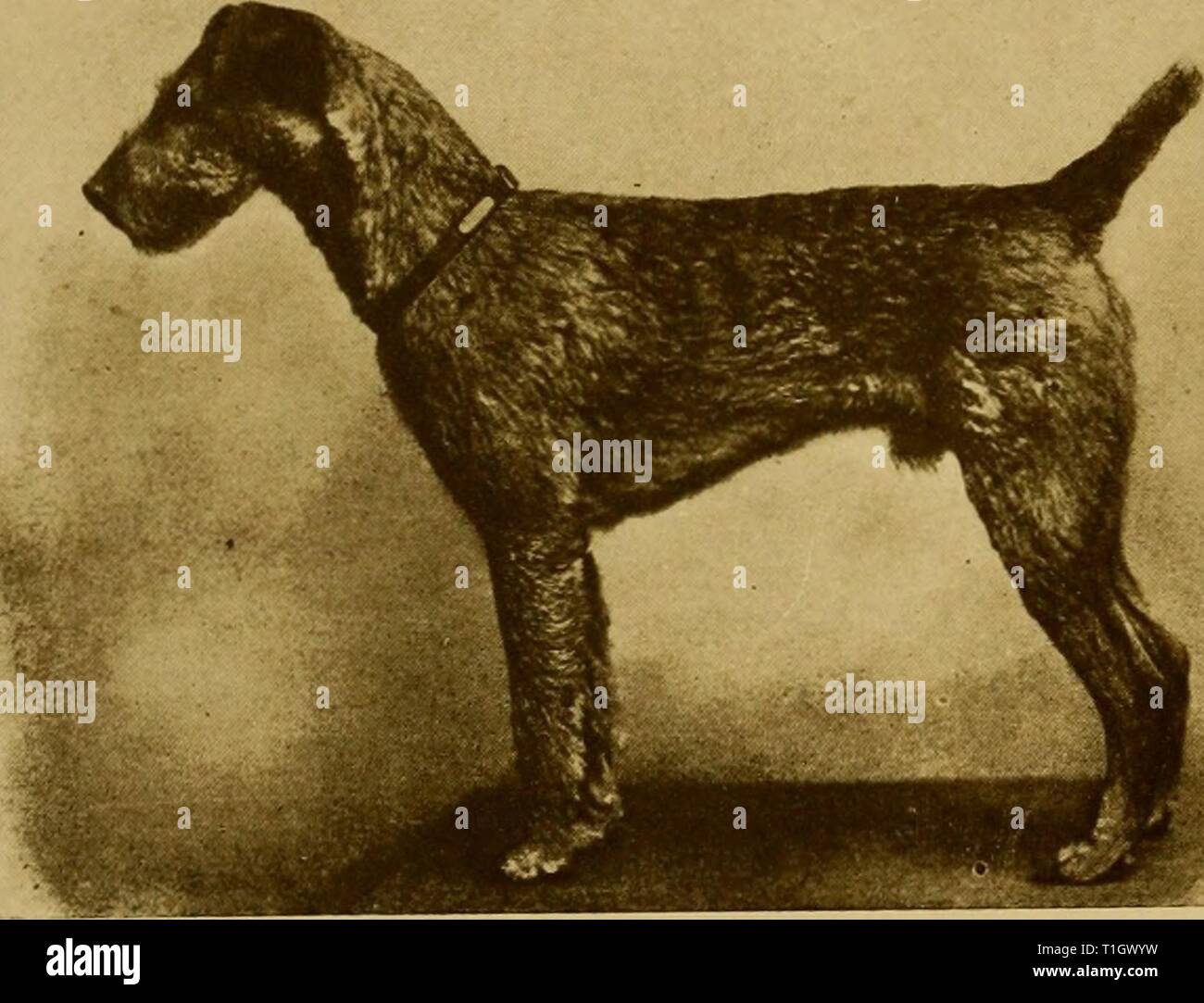 Le Chien Le Chien Livre Un Livre Une Histoire Populaire Du