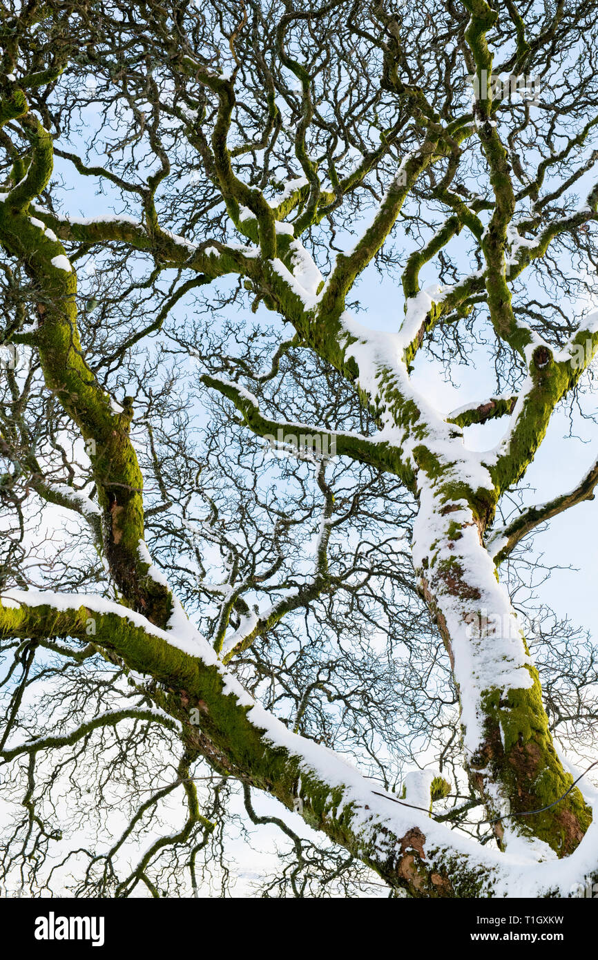 Arbre couvert de neige branches contre un ciel bleu. L'Ecosse Banque D'Images