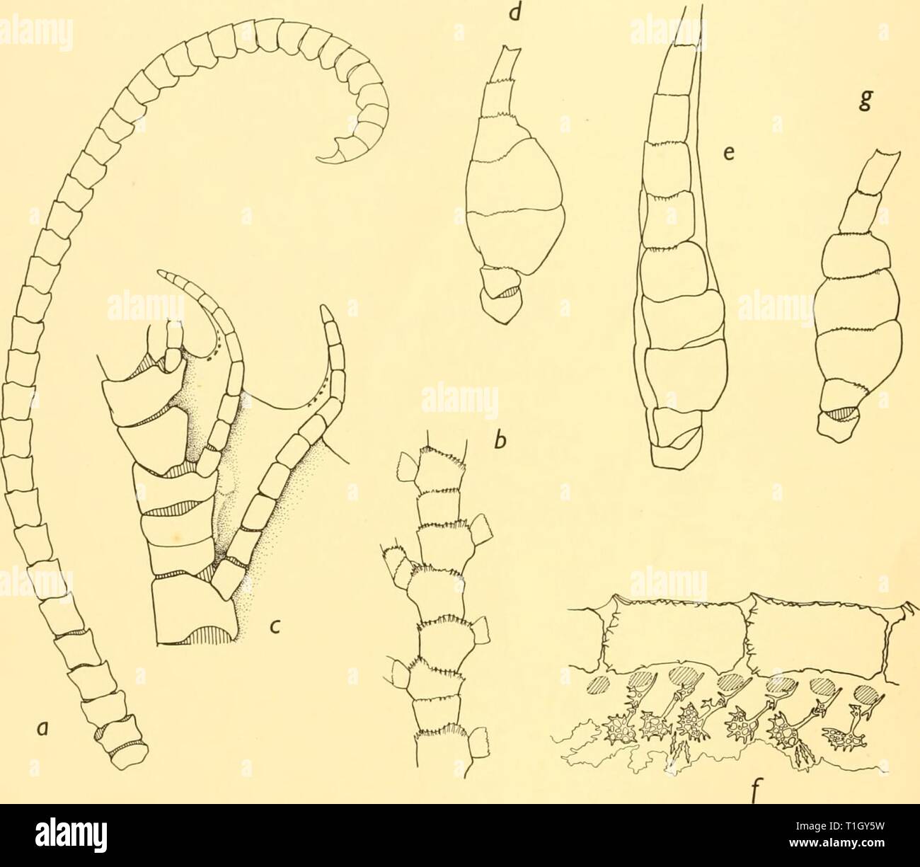 Pinnule Banque D Image Et Photos Alamy