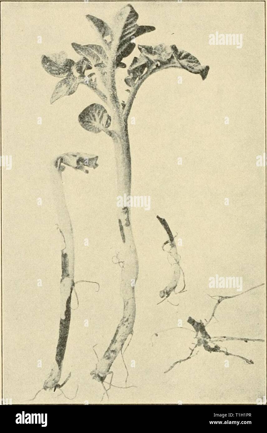 Les maladies des plantes d'importance économique (1910) Maladies de plantes d'importance économique diseasesofeconom00stev Année : 1910 274 LES MALADIES DES PLANTES D'IMPORTANCE ÉCONOMIQUE alors que cette maladie comme causée par Rhizoctonia est connu depuis longtemps en Europe, surtout en Allemagne, aucun enregistrement de la h'la. 122. Pomme de terre - attaqué par Corticium. Après Rolf. a été faite en Amérique latine jusqu'en 1891. Depuis cette date, il a été noté sur de nombreux hôtes dans de nombreux états. Voir p. 61. Banque D'Images