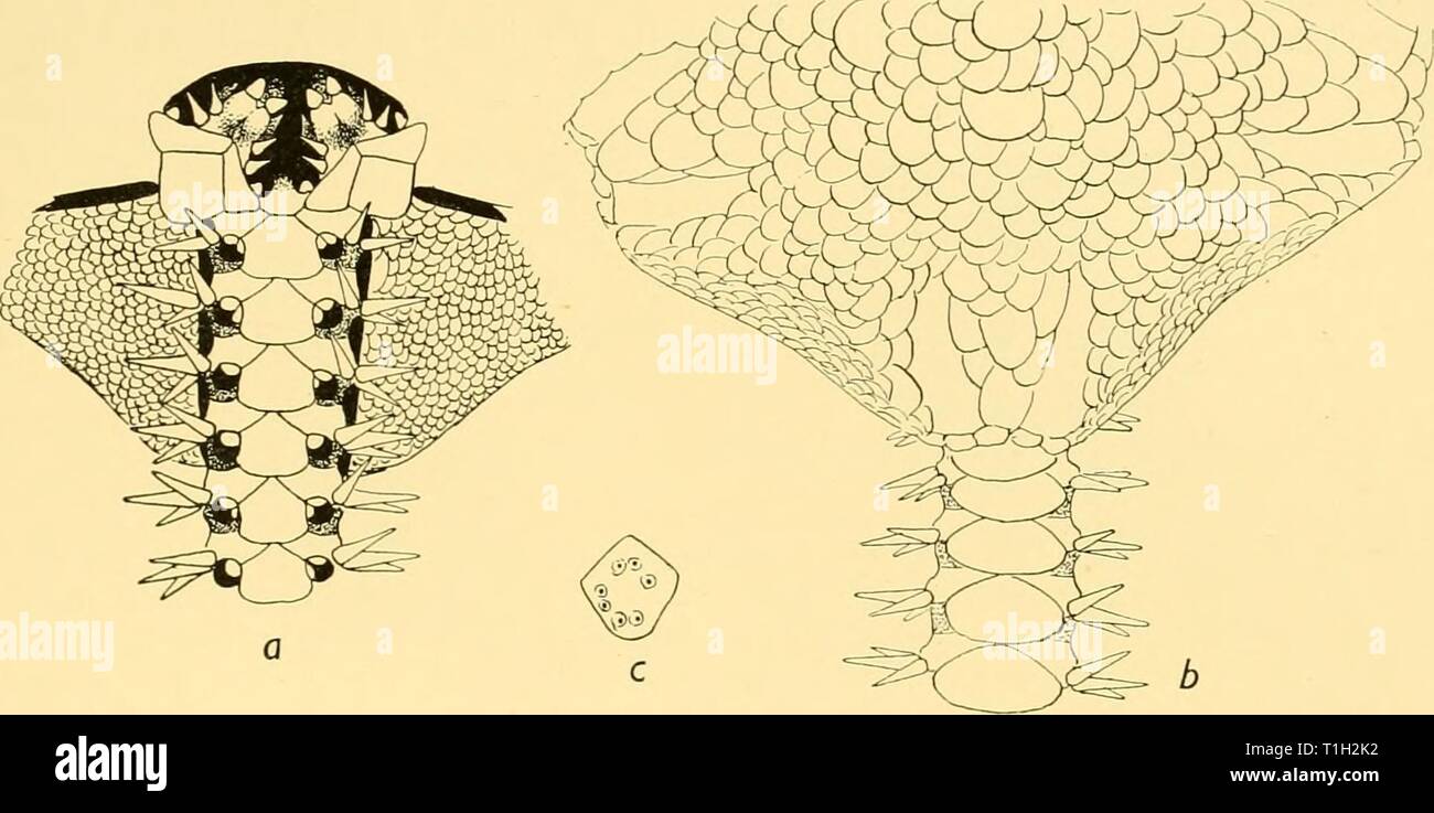 Rapports de découverte (1936) rapports de découverte discoveryreports12inst Année : 1936 IllLKlDAE 295 Lab'légère élévation, plus visible que sa couleur est plus claire que la couleur générale de la plaque. Les plaques adorale pas prolongée vers l'extérieur de façon à séparer la première plaque latérale de la protection buccale. Les mâchoires sont plutôt flatteurs. La bouche papilles sont quatre (5) de chaque côté ; l'un est plus petit, comme à l'échelle, les deux suivantes longues et pointues, comme la colonne vertébrale ; le infradental papilles sont petits, parfois quelque peu irréguliers ; aussi la papille de la première bouche tentacle peut être double. L Banque D'Images