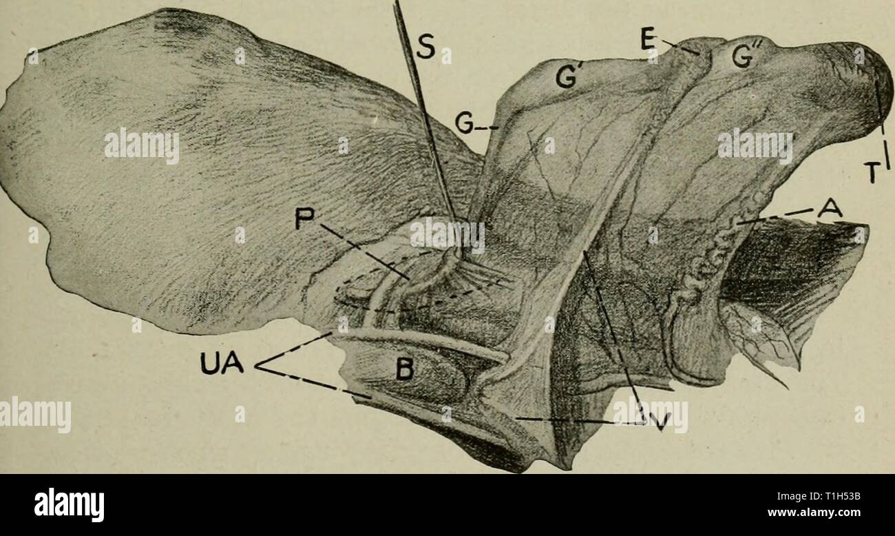 Les maladies de l'appareil génital Les maladies des organes génitaux des animaux domestiques diseasesofgenita01s Année : 1921 Les organes génitaux masculins 3 vers le bas leur repli péritonéal qui s'étend de la guber- naculum ci-dessous l'origine de l'artère spermatique dans la région lombaire. Elle est fixée en avant du cordon spermatique et en arrière de la paroi du scrotum, pour former le mésor- chium médiane membraneuse qui constitue une partition dans la partie postérieure de chaque sac scrotal à partir de l'œil à l'anneau inguinal profond, comme montré dans Fig. 2, 3 et 4. Le processus vaginalis, dans everting, avant qu'il pousse Banque D'Images