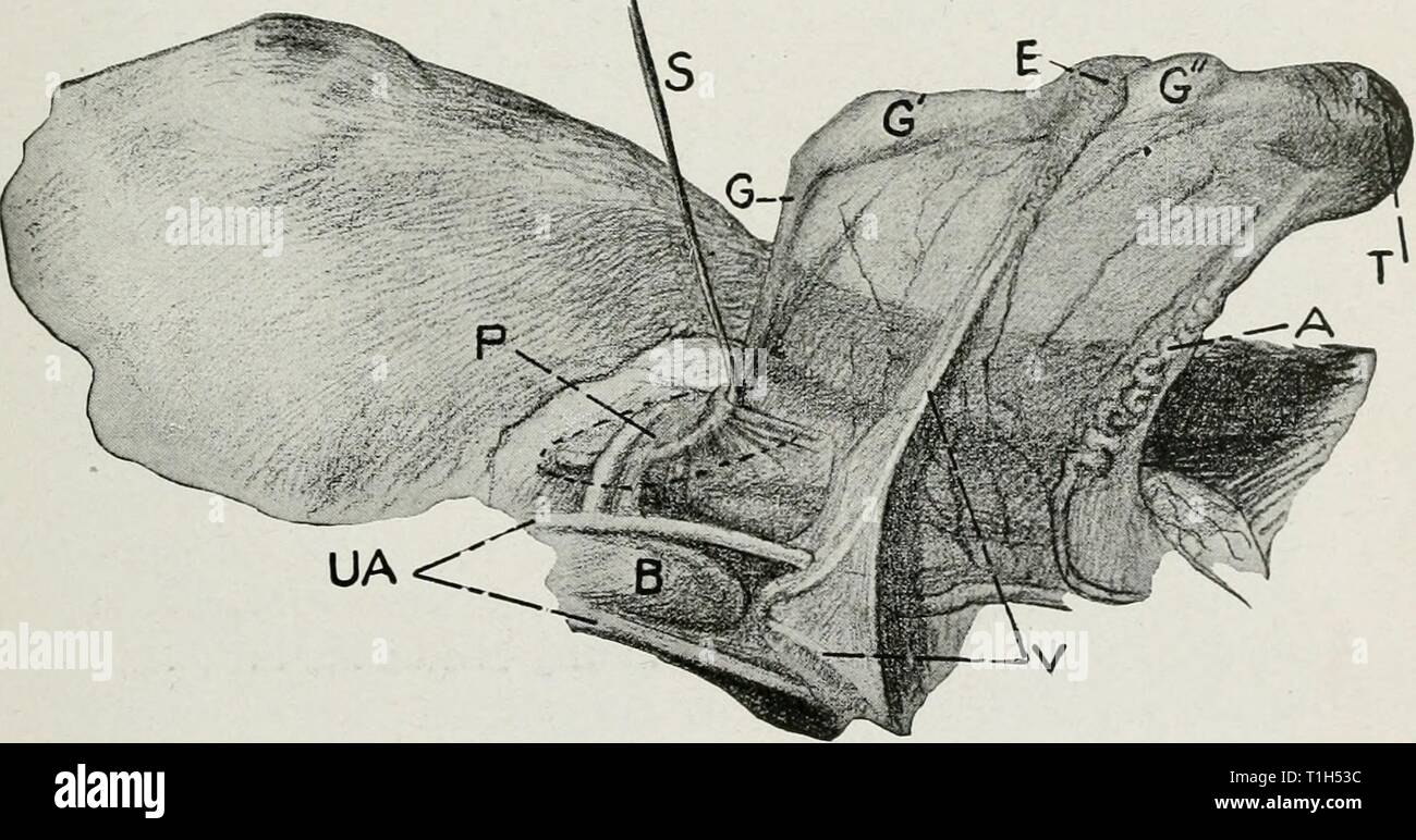 Les maladies de l'appareil génital Les maladies des organes génitaux des animaux domestiques diseasesofgenita00willrich Année : 1921 l'homme Geyiitalia 3 vers le bas leur repli péritonéal qui s'étend de la guber- naculum ci-dessous l'origine de l'artère spermatique dans la région lombaire. Elle est fixée en avant du cordon spermatique et en arrière de la paroi du scrotum, pour former le mésor- chium médiane membraneuse qui constitue une partition dans la partie postérieure de chaque sac scrotal à partir de l'œil à l'anneau inguinal profond, comme montré dans Fig. 2, 3 et 4. Le processus, dans vagmalis everting, befor pousse Banque D'Images