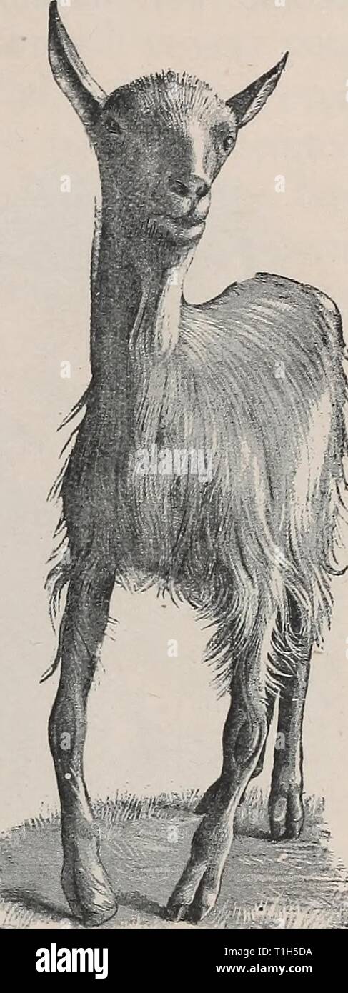 Les maladies des bovins, ovins, caprins Les maladies du bétail, moutons, chèvres et porcs diseasesofcattl00pe Année : 1905 CACHEXIE OSSEUSE. 18 mal coordonnés. Ils ont tendance à tomber, et s'affichent comme si la souffrance de la souche de la musculature lombaire. Dans la deuxième phase de la douleur aux os. La boiterie se développe sans lésions visibles et est rapidement suivie par la synovite et de l'arthrite dans la partie inférieure des membres, et par l'émaciation et l'anémie. Les animaux semblent incapables de se déplacer rapidement, ou si elle est forcée de le faire peuvent soutenir même fractures au trot : la pause ou parfois les os des membres lig Banque D'Images