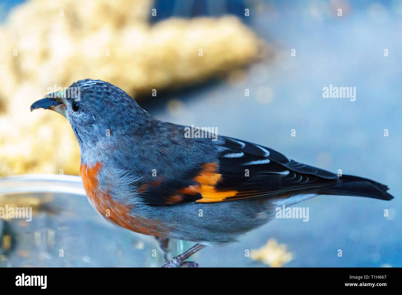 Tarin rouge femelle (Carduelis cucullata) manger des graines de tournesol. Banque D'Images