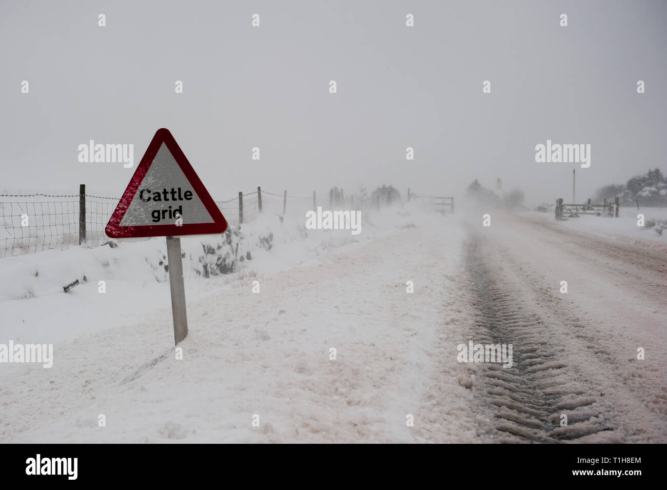 La route couverte de neige dans une tempête avec grille bovins panneau d'avertissement en premier plan avec copie espace à droite Banque D'Images