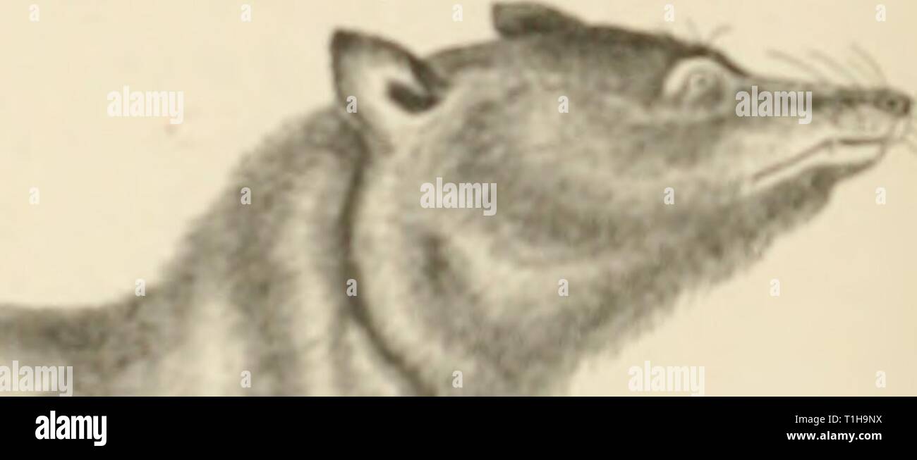 Les Chiens Des Chacals Des Loups Des Chiens Et Des