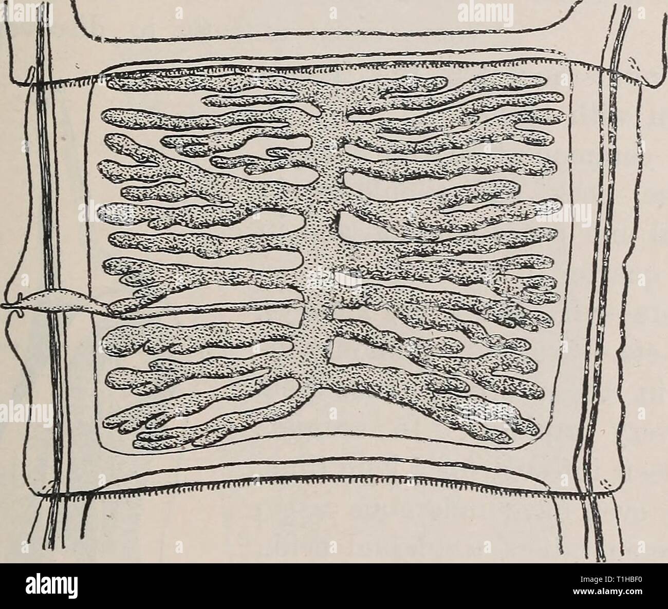 Les maladies des bovins, ovins, caprins Les maladies du bétail, moutons, chèvres et porcs diseasesofcattl00pe Année : 1905 maladie généralisée du cochon. 77 Dans cette méthode d'exammmg la langue, l'opérateur commence par throwmg l'animal sur le côté, généralement sur le côté droit, et le maintenir dans cette position, en plaçant son genou gauche sur son cou. Il passe ensuite un bâton épais entre les mâchoires et derrière les défenses, ouvre la bouche oblique, soulevant la mâchoire supérieure en manipulant le bâton. Enfin il fixe une extrémité de ce dernier en plaçant son pied sur elle, et tient l'autre extrémité par le glissant sous Banque D'Images