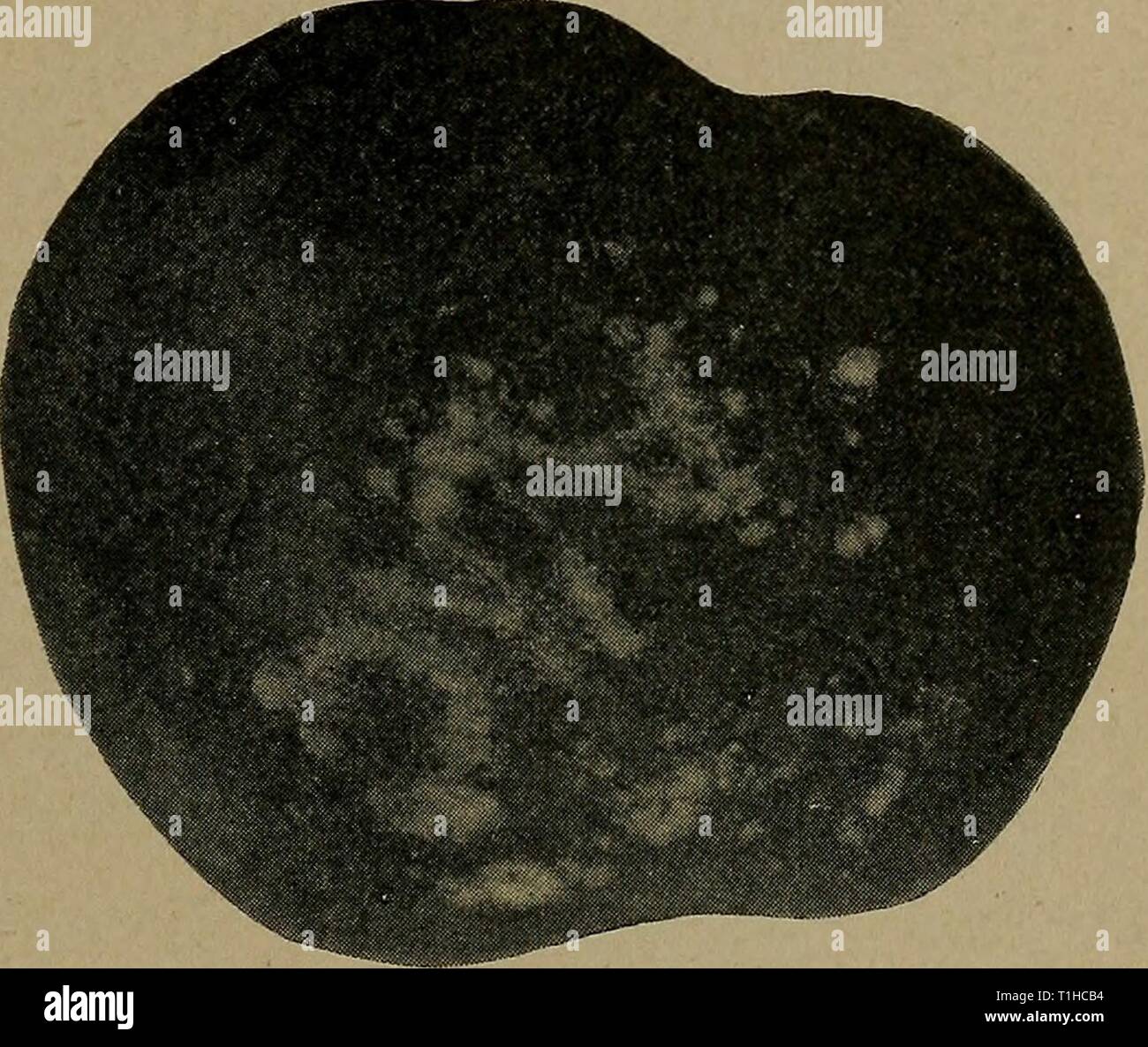 Les maladies des plantes d'importance économique (1910) Maladies de plantes d'importance économique diseasesofeconom02stev Année : 1910 LES MALADIES DES CULTURES SPÉCIALES 93 pertes d'apple et a été noté dans plusieurs états, notamment le Missouri, Nebraska, en Virginie de l'Ouest, et de la Caroline du Nord, de l'abondance pour faire l'appel de la mention imprimée. La pourriture brune de la décomposition produit des pommes touchées, qui virent au brun, deviennent molles et froissées, et bientôt spectacle pustules de mycélium touffue briser failles et fissures dans la peau sur le tissu malade. Les fruits malades peuvent momifier sur l'arbre ou plus souvent tomber au sol et th Banque D'Images