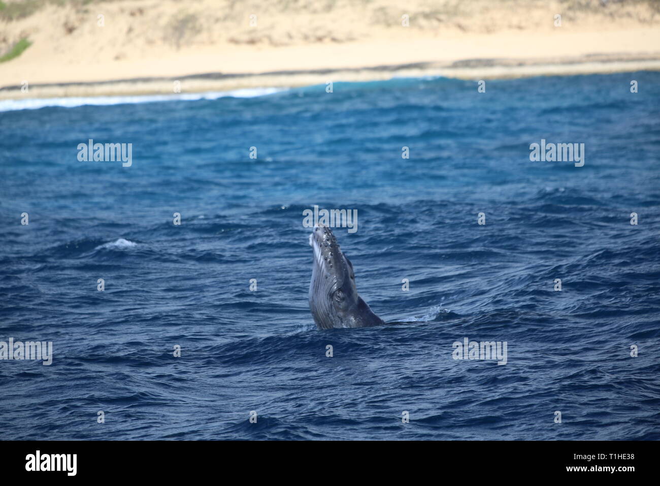 Rorqual à bosse bébé l'apprentissage de la violation Banque D'Images