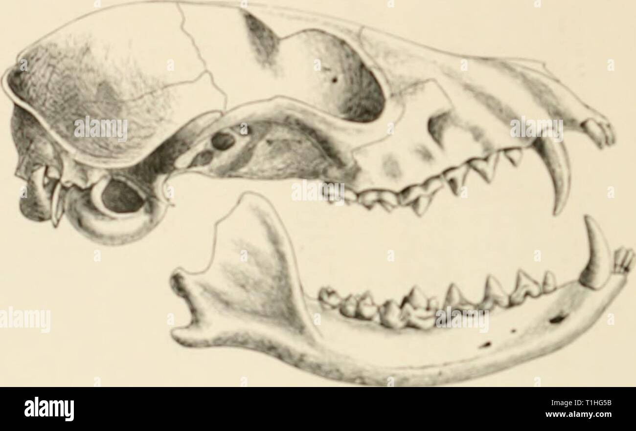 Les chiens, des chacals, des loups, des chiens et des renards, des chacals, des loups et des renards : une monographie du canidé. De gravures sur bois, et 45 plaques de couleur tirées de la nature par J.G. Keulemans et colorées à la main dogsjackalswolve mivauoft Année : 18900082 L'STKIPKD-TAILEU DOfi. FSf. ai. &Gt;ol 'tkUil TICW idc Mjw (je t'ai •• !"" r&Lt ;"TI"-T&Lt ; fig. 32. Je MC. ;Vj. 1 Y // &lt;v" 1 Banque D'Images