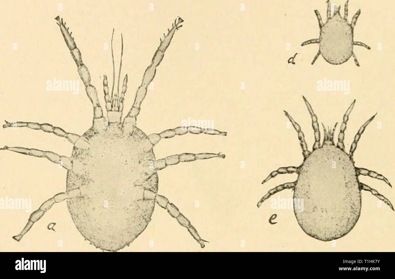 Les maladies de la volaille ; leur étiologie, les maladies de la volaille ; leur étiologie, diagnostic, traitement et prévention diseasesofpoultr00pea Année : 1915 214 Maladies de Poultri/ sous la peau, provoquant des maladies de peau comme la jambe écailleuse ; d'autres encore à trouver leur chemin dans la régions internes du corps, vivant soit sur les muqueuses comme membrances l'air-sac (p. 180) ou sur le tissu conjonctif comme le raccorde- ment d'acariens des tissus. Le plus courant et le plus d'acariens nuisibles parasitaire sur la volaille est la politique commune de pintade ou acariens tétranyque rouge, Dermanyssus. gallince Ces acariens sont présents dans presque toutes les volailles Banque D'Images