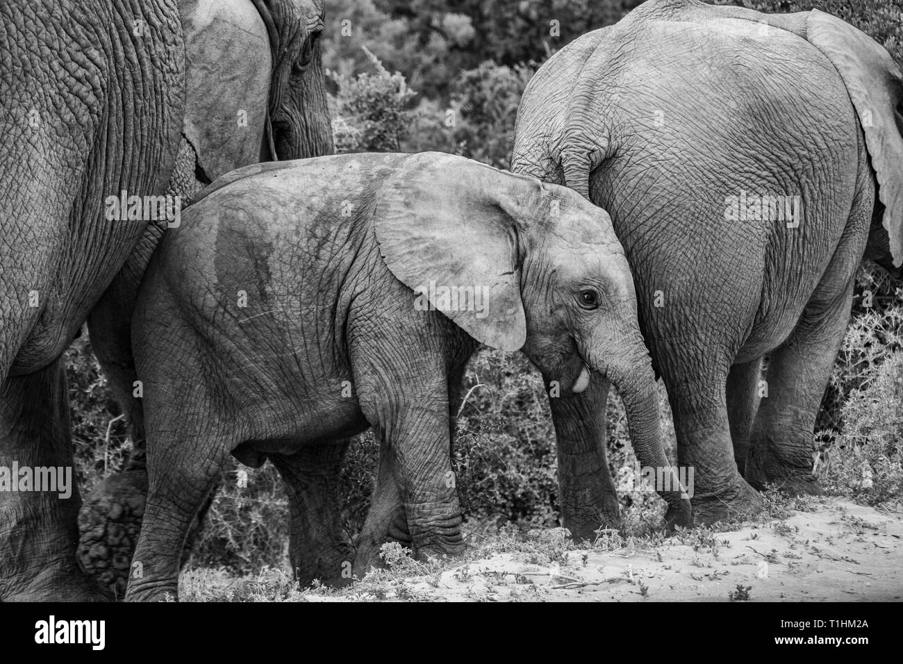 L'éléphant et éléphant. Au Kenya. Safari en Afrique. L'éléphant d'Afrique. Les animaux de l'Afrique. Voyage au Kenya. Famille d'éléphants. Banque D'Images