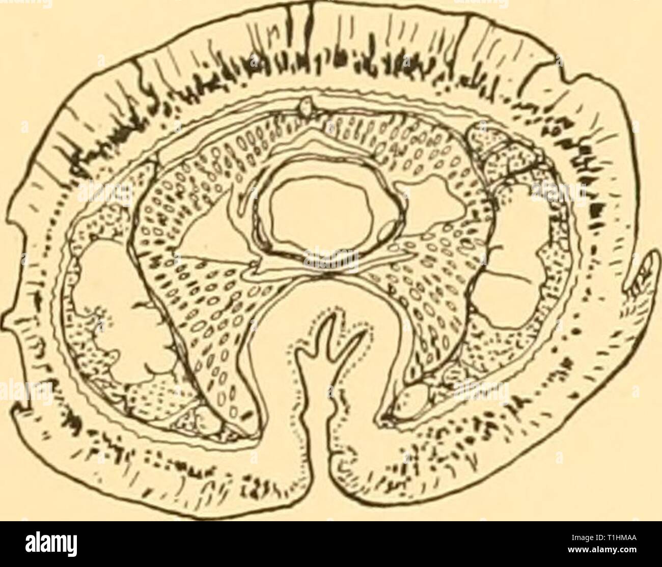 Rapports de découverte (1934) rapports de découverte discoveryreports09inst Année : 1934 NÉMERTES 227 Le système vasculaire est d'abord vu dans les sections de série comme une seule lacune relativement grande, avec des brins de tissu traversant verticalement, qui se trouvent au-dessus de l'ouverture de l'rhynchodaeum à l'extrémité de la tête. Plus loin l'intrusion de l'rhynchodaeum provoque cette lacune d'être divisé en deux et une lacune médiane. Ce dernier a une Banque D'Images