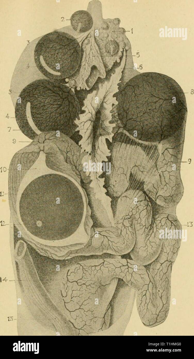 Les maladies de la volaille ; leur étiologie, les maladies de la volaille ; leur étiologie, diagnostic, traitement et prévention diseasesofpoultr00pea Année : 1915' '•J- Fig. 55. - Le reprodiK' des organes d'oeufs d'une poule. Voir le texte pour l'explication des chiffres. (Après Duval.) Banque D'Images