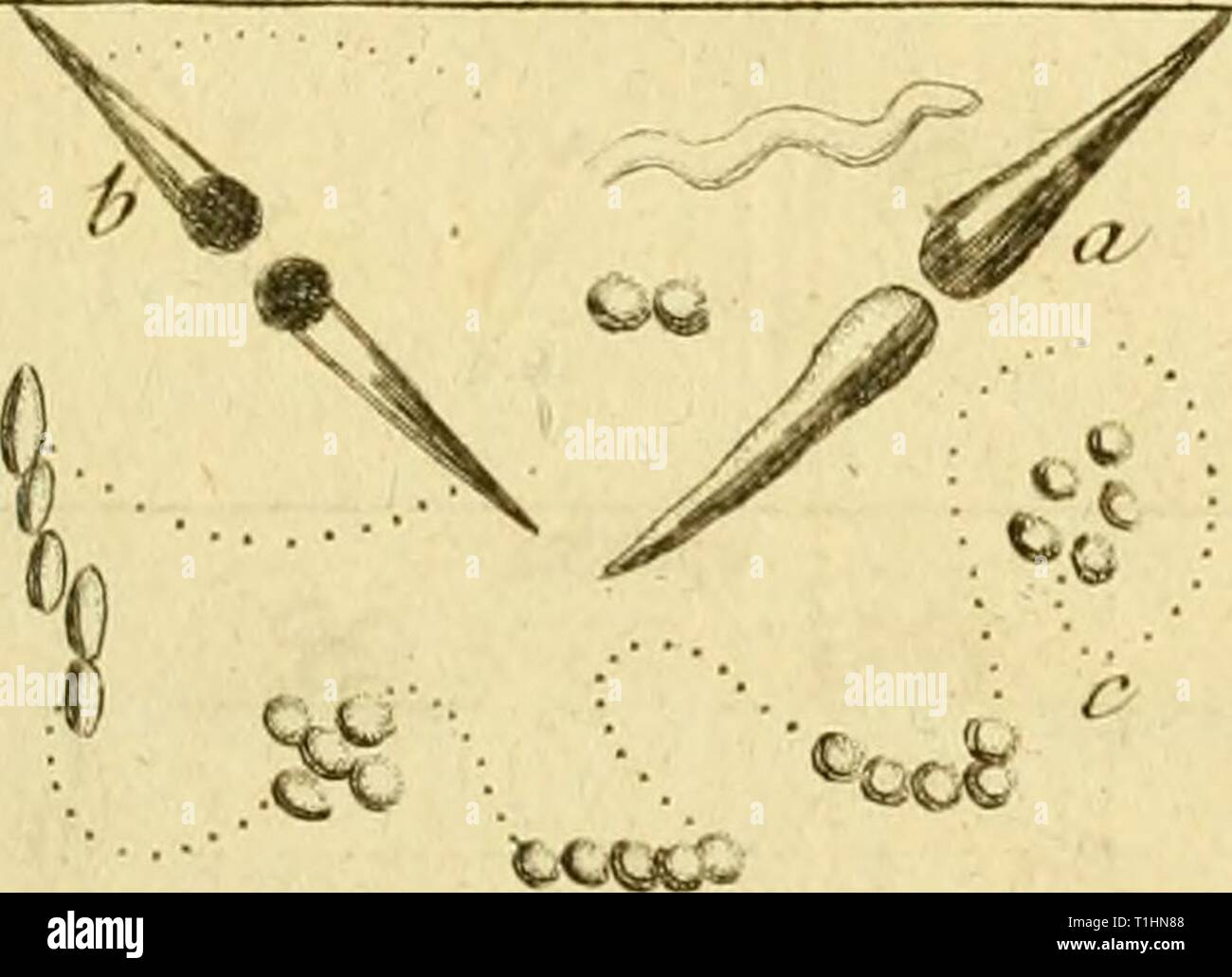 Dissertation Sur La Generation Les These Sur La Ganaration Les Animalcules Spermatiques Et Ceux D Infusions Avec Des Observations Microscopiques Sur Le Semen Banks Et Sur Diffarentes Infusions Dissertationsurl00glei Annee 1799 Fa N E