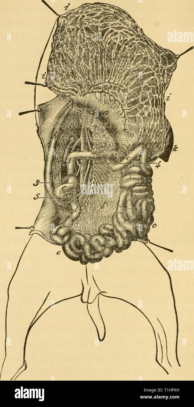 Le chien dans le domaine de la santé et le chien dans la santé et dans la maladie : y compris son origine, l'histoire, les variétés, l'élevage, l'éducation, et de la direction générale de la santé, et son traitement dans doginhealthindis maladie00mill Année : 1895 246 LE CHIEN DANS LA MALADIE. Fig. 15.-intestins op le chien (Chauveau). Estomac duodénum ; ; 6, c, jéjunum ; d, l'iléon, le caecum ; e ; /, côlon ascendant ; g, côlon transverse ; h, origine de côlon descendant ; /, grand omentum ; k, la rate ; /, mésentère ; dans, le pancréas ; t, Aoi-ta ; 2, 3 ; l'artère mésentérique grande artère du duodénum, • 4, artère du gros intestin ; 5, petit moi Banque D'Images