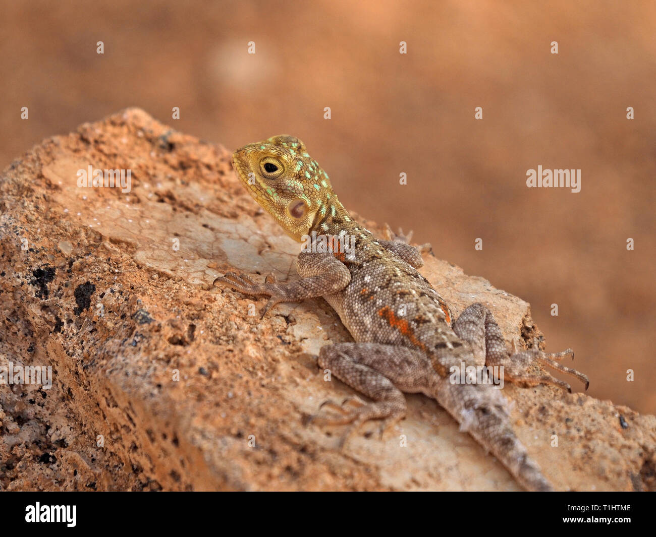 Agama juvéniles des espèces de lézard turquoise pâle avec des taches et des rayures rouillée le long retour sur bloc de construction déchets camouflés au Kenya, Afrique Banque D'Images