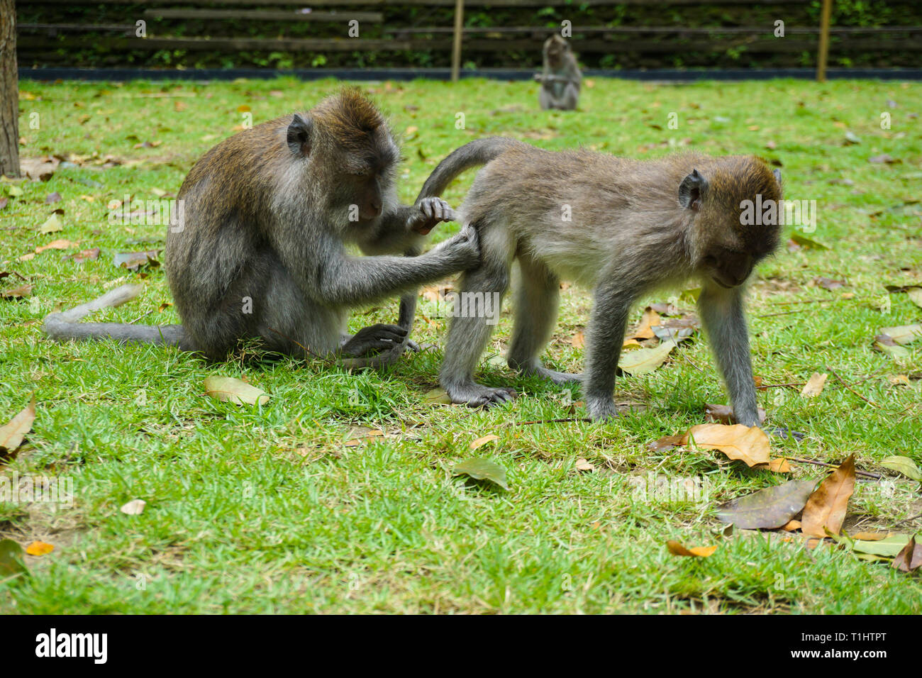 Deux singes aide à se débarrasser des puces à l'autre, Bali, Indonésie Banque D'Images