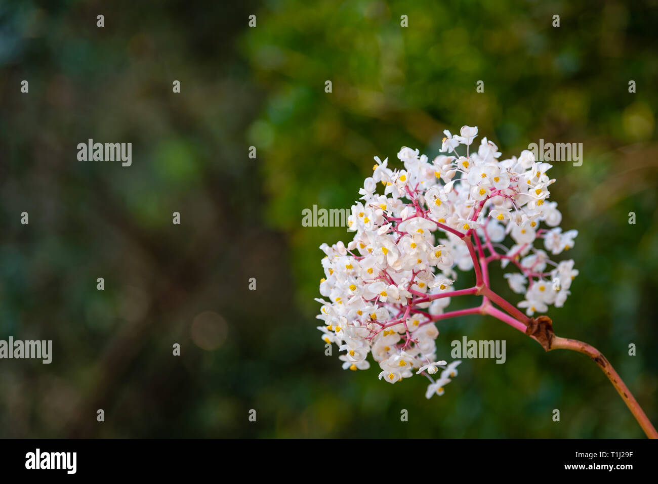 Fleur, Palais Monseratte, Sintra, Portugal Banque D'Images