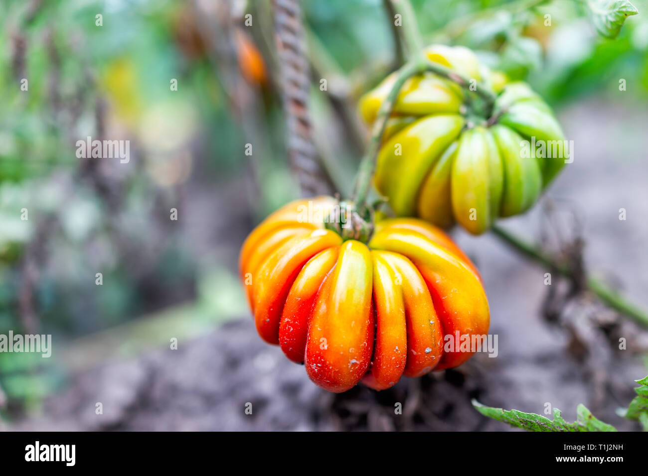 Gros gros plan macro orange mûre mûre rouge heirloom tomato colorés de plus en plus accrochant sur les feuilles de vigne dans le jardin Banque D'Images