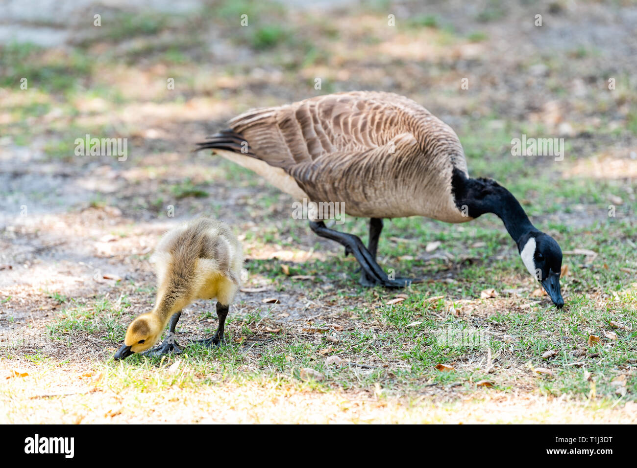 L Oie De La Famille Mere Avec Bebe Oiseau Oisons Chick Sur Gazon De Manger De L Herbe De Paturage Des Animaux Sauvages Plantes Mignon Adorable Photo Stock Alamy