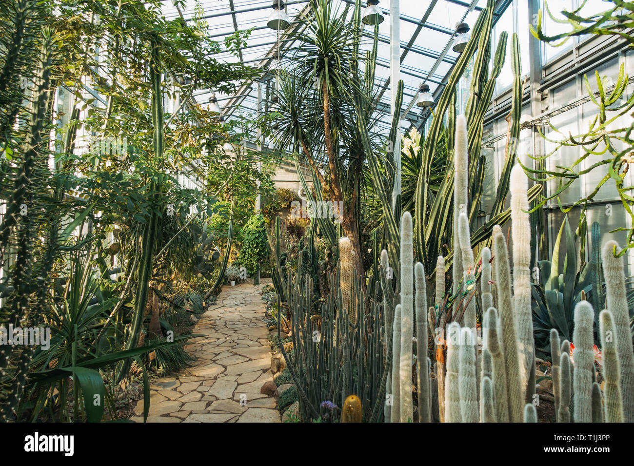 Cactus et autres plantes tropicales cultivées dans une chambre chaude Banque D'Images