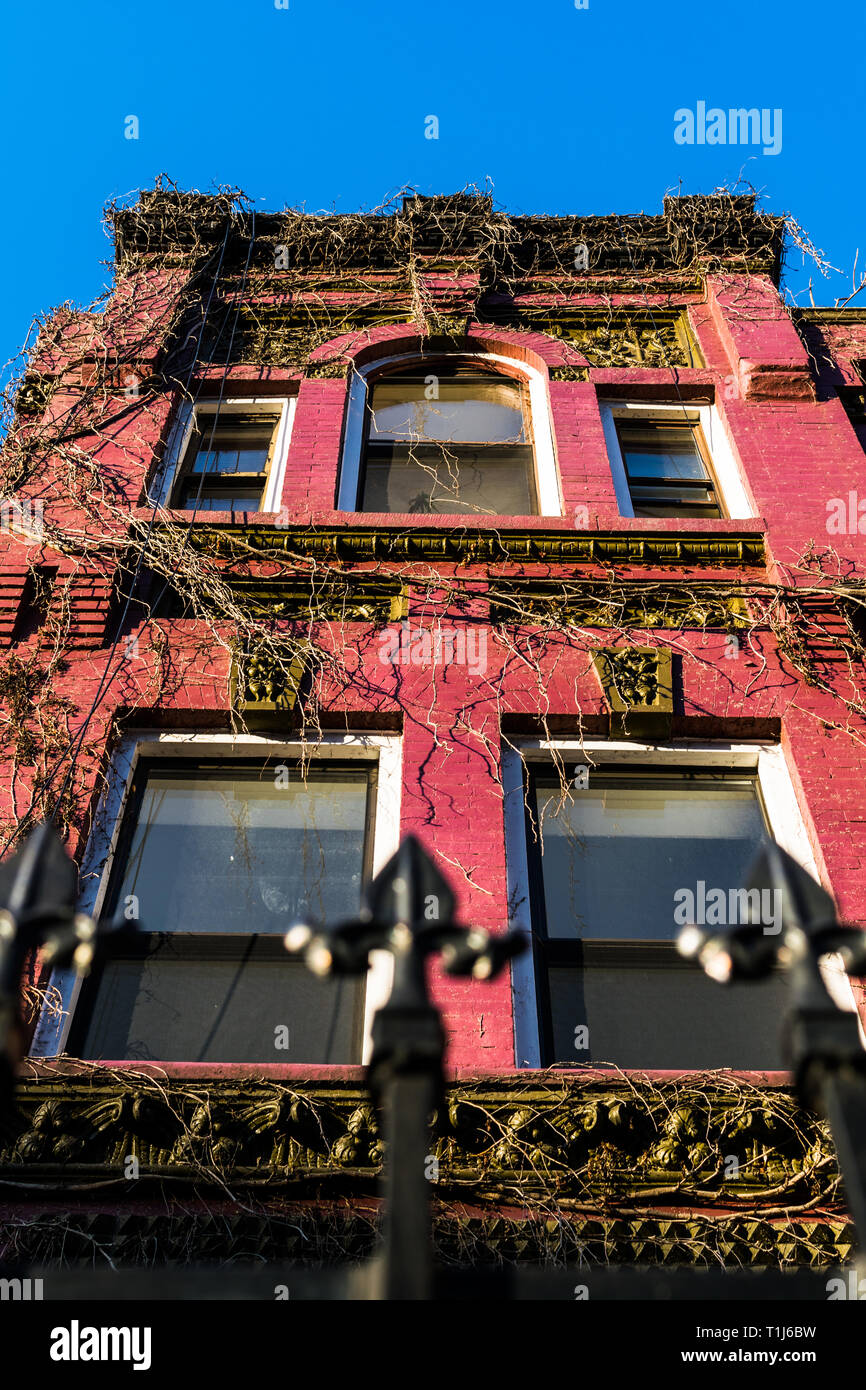 Jusqu'à la couverte de vigne à la façade d'un vieux bâtiment brownstone Harlem, Manhattan, New York City, USA Banque D'Images