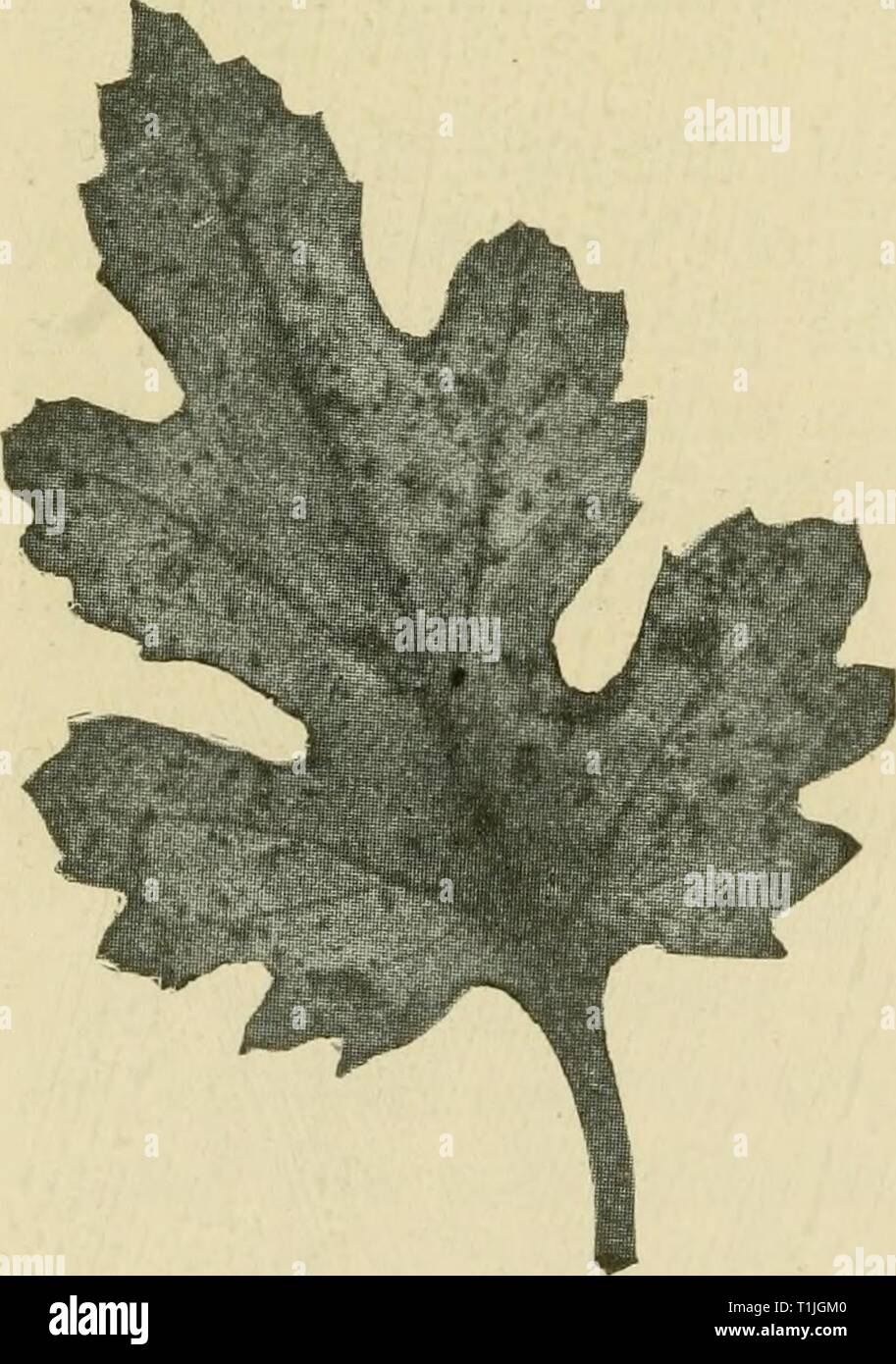 Les maladies des plantes d'importance économique (1921) Maladies de plantes d'importance économique diseasesofeconom01stev Année : 1921 418 les maladies des plantes économiques chrysanthème Cercosporioses ' {chrysanthernella Septoria Cav.). - Les grandes taches brun foncé à noir, souvent irrégulièrement circulaire et de frontière indéfinie, apparaissent sur les feuilles. Ces agrandir et coalescence pour impliquer l'ensemble de la feuille, que withers, meurt et tombe. Les feuilles inférieures sont les premiers touchés, mais plus tard, à toutes les feuilles de la plante peut être mal vu, et pratiquement une défoliation complète peut entraîner. Les boutures provenant de stocks infectés doivent être évités. Tous les Banque D'Images