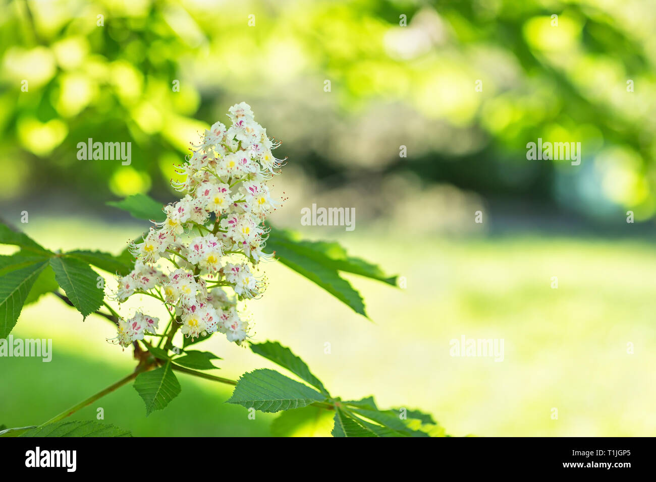 Le marronnier en fleurs arbre branche sur un arrière-plan flou. Close up, selective focus. Banque D'Images