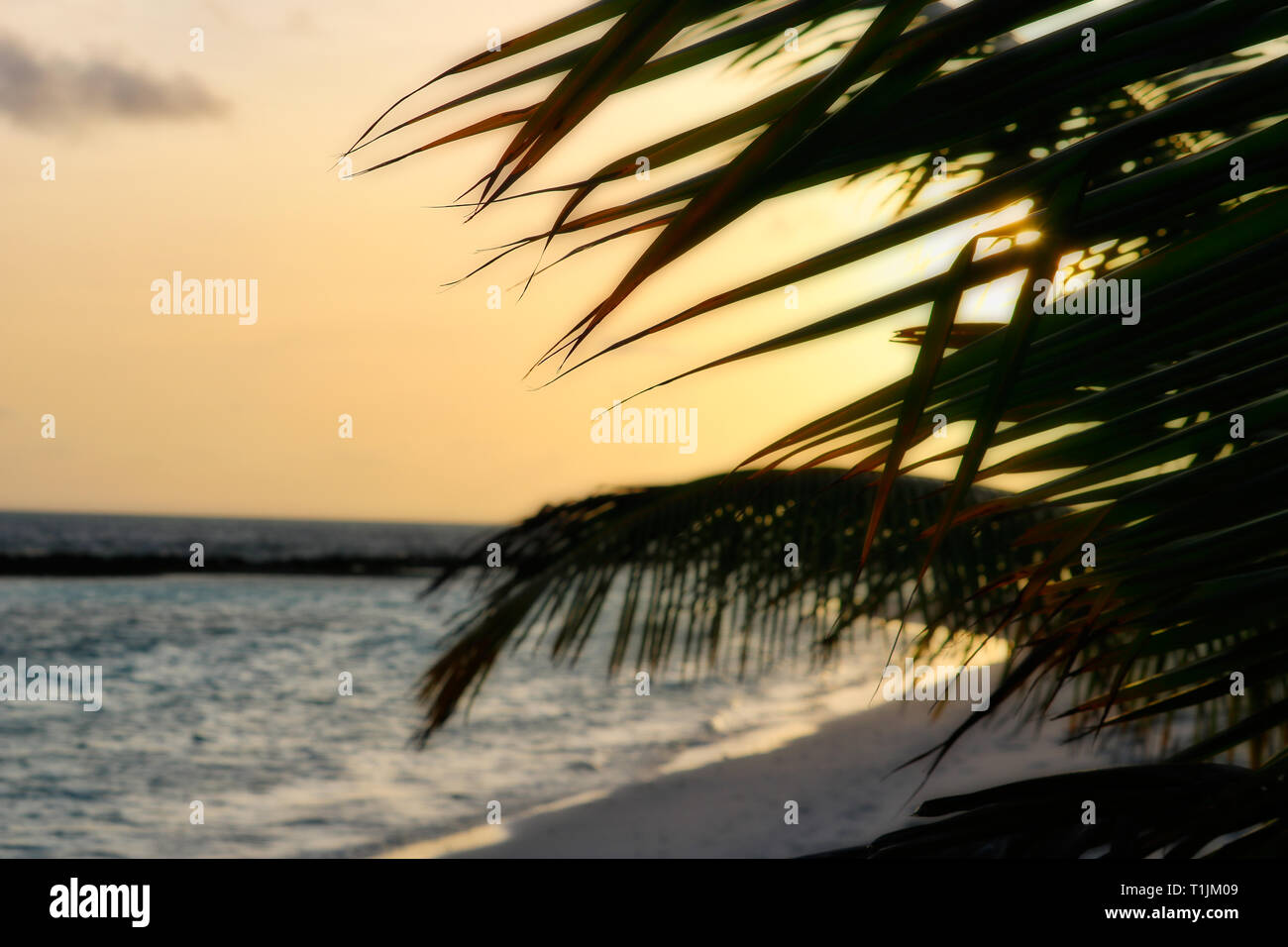 Cette photo montre le coucher du soleil dans les Maldives. Le soleil disparaît derrière un palmier et le ciel devient jaune. Banque D'Images