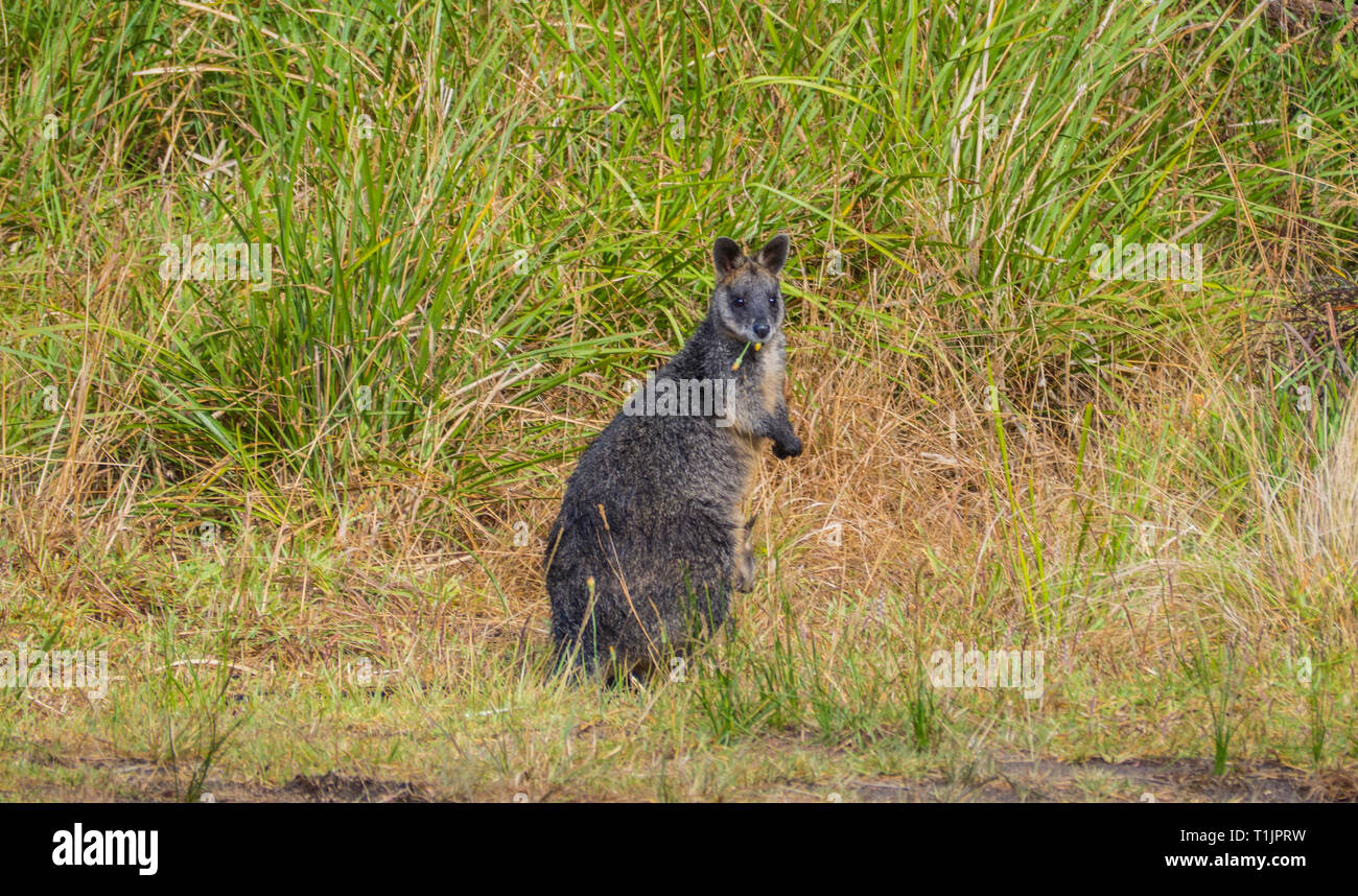 Kangaroo à Cape Otway Banque D'Images