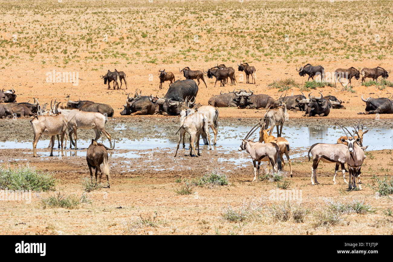 La Collecte Danimaux à Un Point Deau Dans Le Sud De La