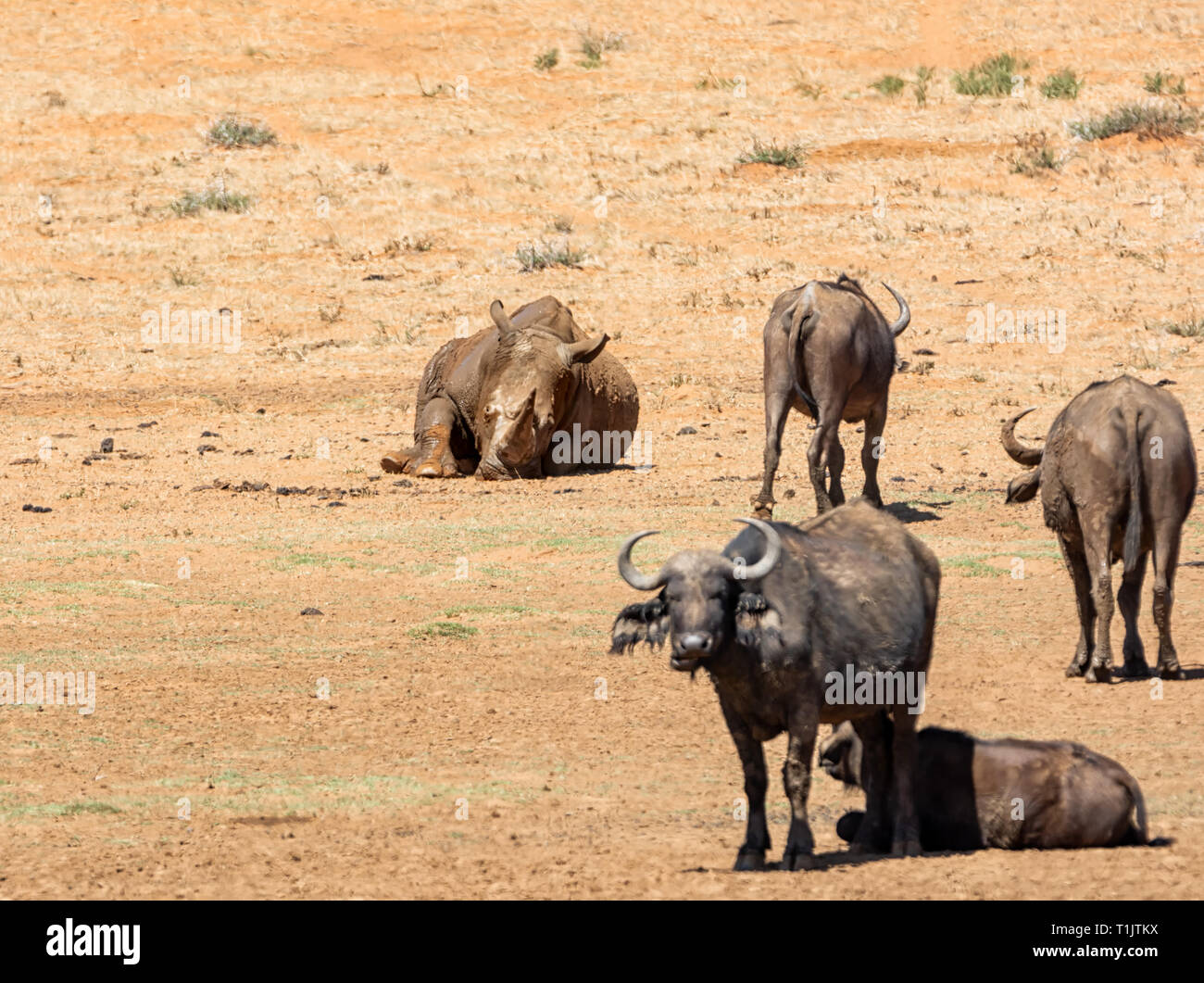 White Rhino et Buffalo dans le sud de la savane africaine Banque D'Images